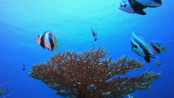 Underwater Fish Reef Marine