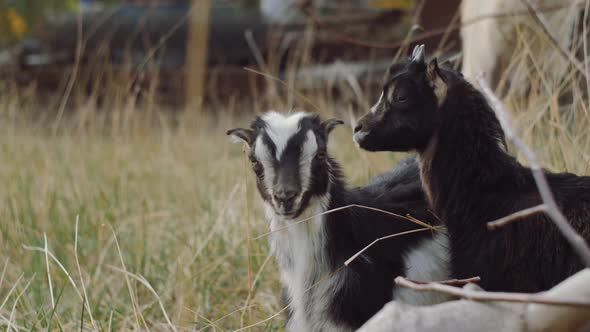 Little goats posing in front of the camera