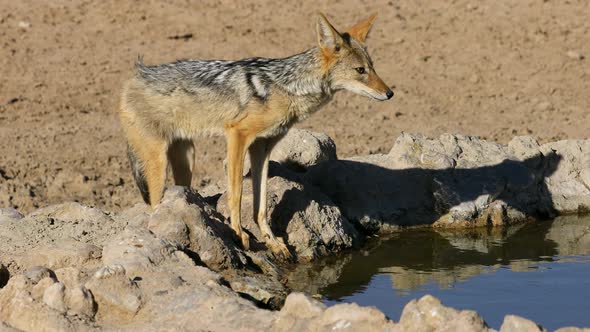 Black Backed Jackal At A Waterhole - Kalahari Desert