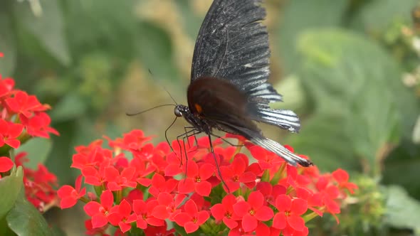 Majestic Male Scarlet Mormon Butterfly working in Red Flower in Wilderness - Collecting nectar with