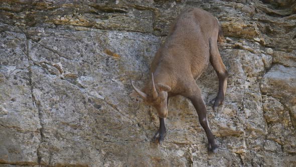 Scared Capra ibex hiking downhill the steep mountain rocks in slow motion.