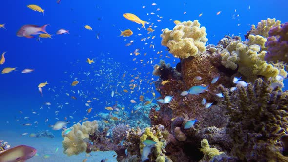 Underwater Fish on Vibrant Coral Garden