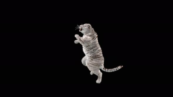 White Tiger Dancing 4K