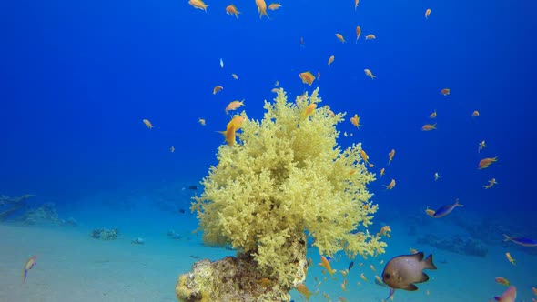 Blue Water background and Coral