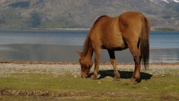Brown big horse eating grass at side of the lake with mountains landscape background