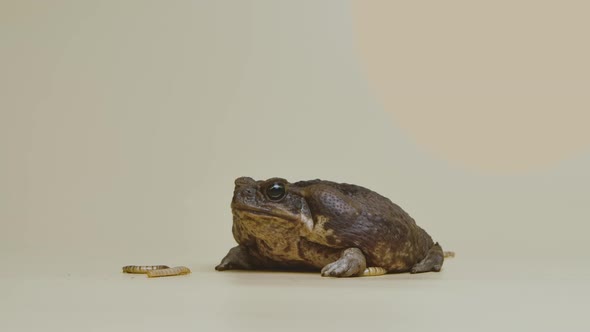 Cane Toad Bufo Marinus Eating Larva on a Beige Background in the Studio