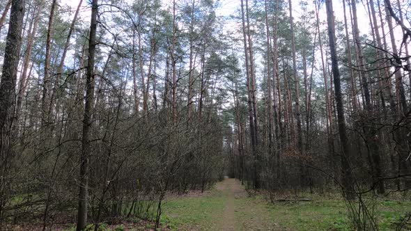 Small Road in the Forest During the Day