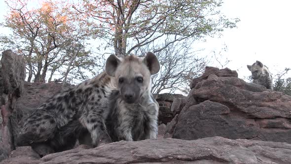 Low angle shot of curious spotted hyena cubs checking out the camera, Mashatu Botswana.