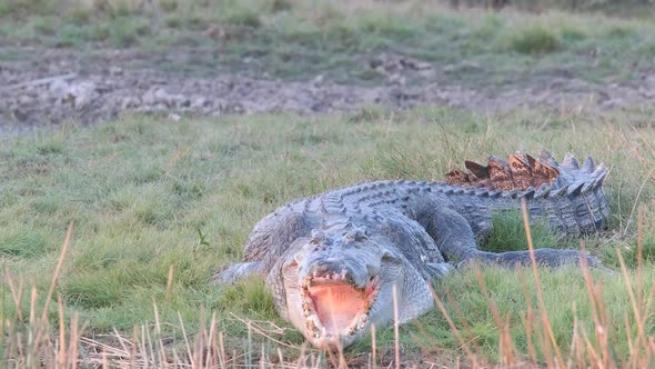 tracking close up of a large saltwater crocodile sunning on the bank