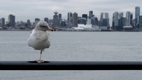 Pier Seagull - Vancouver Waterfront