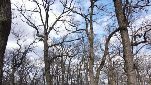 Aerial View of a Forest Without Leaves Slow Motion