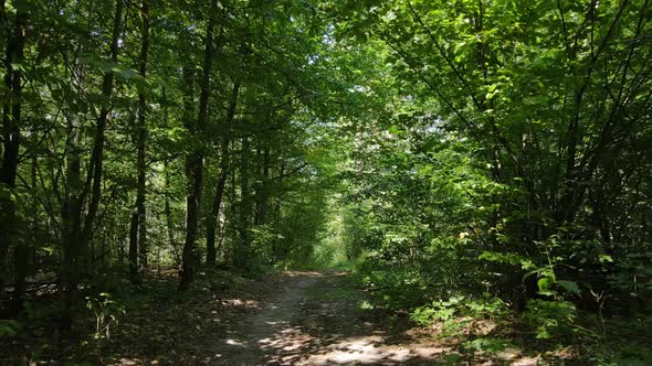 Natural Landscape in the Forest During the Day