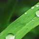 Green Grass with Dew Drops After Rain - VideoHive Item for Sale
