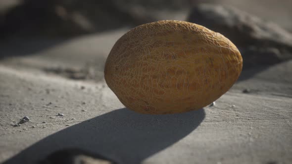 Desert Melon on the Sand Beach