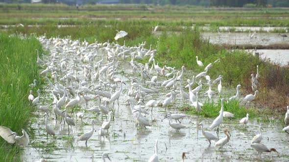 Group of white egret bird stay together in paddy field