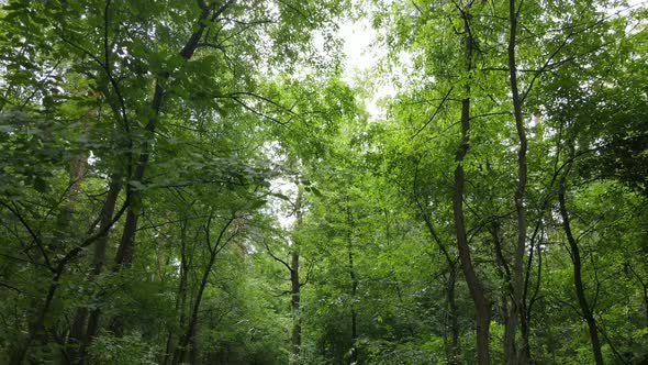 Green Forest with Trees By Day