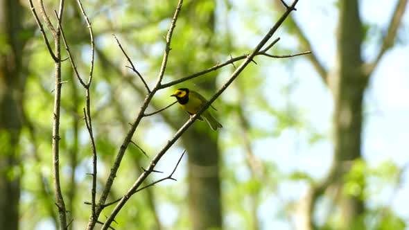 Hooded Warbler peacefully looking around perched on branch before flying off