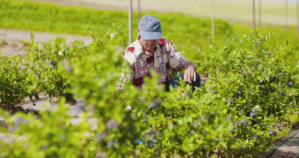 Confident Male Farm Researcher Examining Blueberry on Field