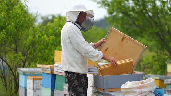 Beekeeper working in his apiary. Frames of a bee hive