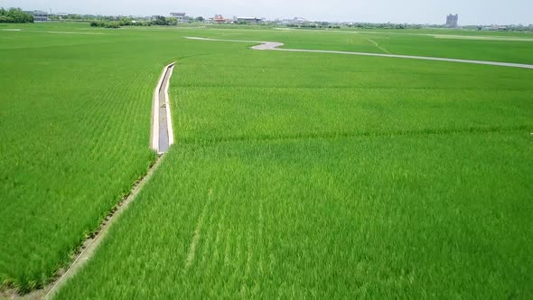 Drone fly over the rice field