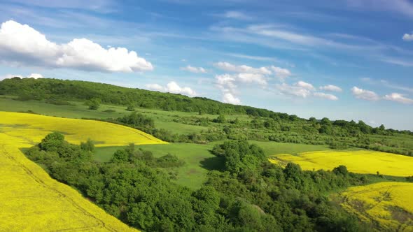 Spring Landscape   Rapeseed And Green Trees