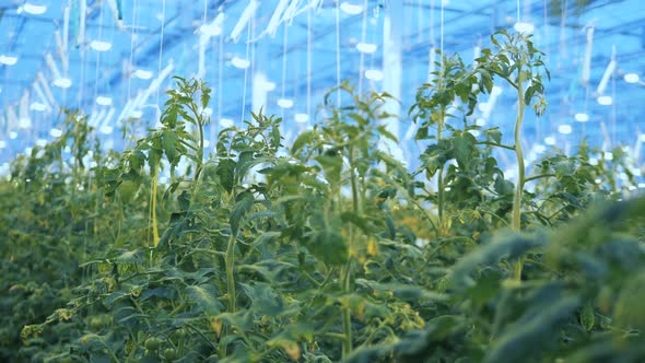 Tied-up Tomato Plants Raised in the Greenhouse