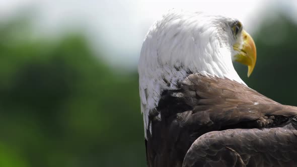 bald eagle looks over its shoulder 4k