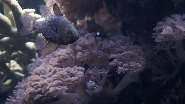 Pajama cardinalfish (Sphaeramia nematoptera), also known as the spotted cardinalfish.