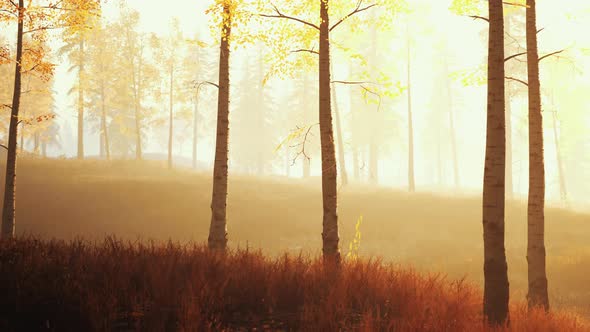 Unrise or Sunset in a Birch Forest with Rays of Sun Shining Through Tree Trunks