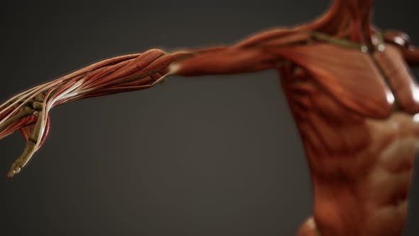 Muscular System of Human Body Animation alt