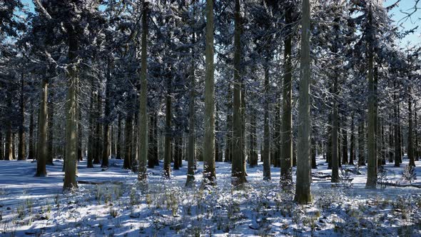 Snow Covered Conifer Forest at Sunny Day