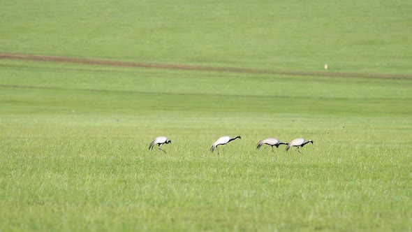 Real Wild Crane Birds Walking in Natural Meadow Habitat