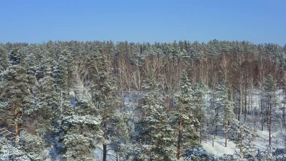 Camera flight along the trees in the snow. Sunny frosty winter day.