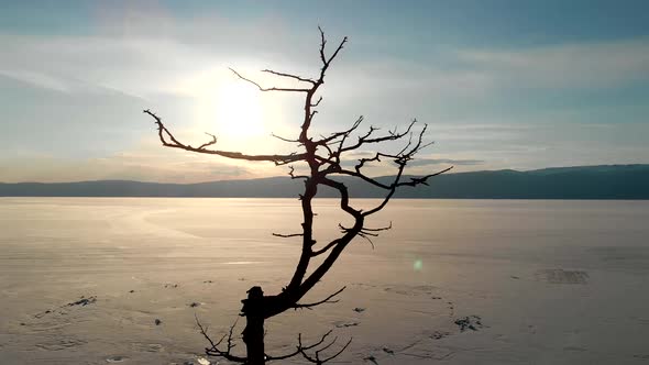 The Silhouette of a Tree is a Drone View of the Frozen Lake Baikal at Sunset