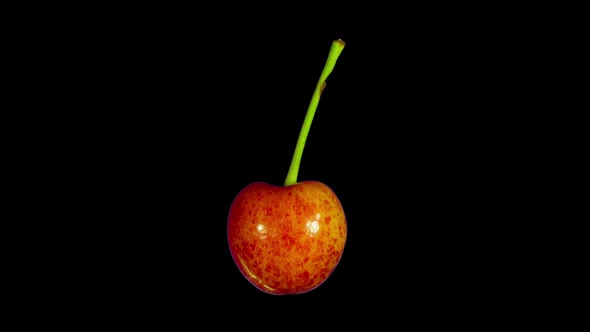 Rotating Cherry, Isolated Fruit with Alpha Matte, Loop, 4k