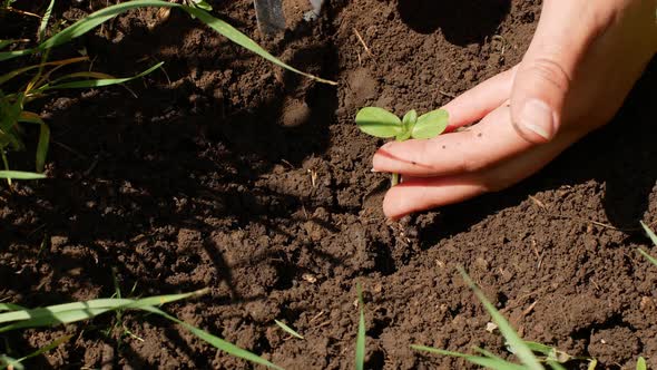 Farmer hands planting seedlings in the ground in the garden. Organic farming and spring gardening