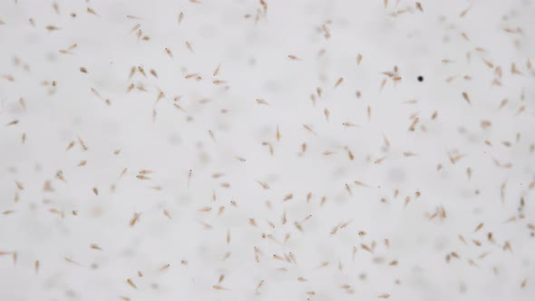 Movement of the Colony Nauplios Artemia Salina in the Water