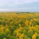 Aerial Video of Autumn Forest on a Cloudy Day - VideoHive Item for Sale