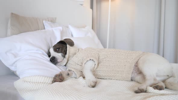Tired Dog Lying On Bed And Resting In Knit Sweater At Home