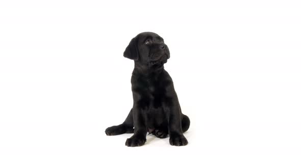 Black Labrador Retriever, Puppy on White Background, Normandy, Slow Motion 4K