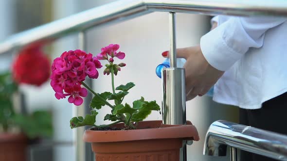 Woman Watering Plant in Flower Pot From Plastic Bottle, Nature Protection, Hobby