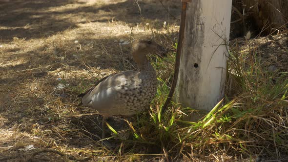 Australian Wood Duck Snapping At Dripping Water