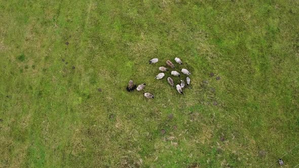 Aerial drone view of sheep herd feeding on grass in green field. Static directly above shot.