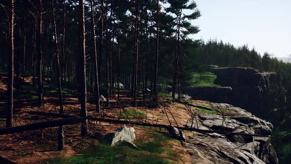 Pine Forest on the Mountainside