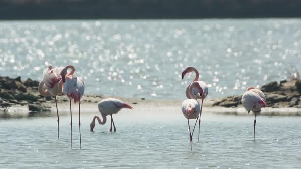 flamingo bird nature wildlife reserve delta ebro lagoon