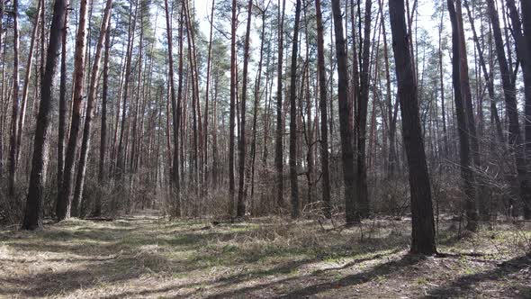 Trees in a Pine Forest During the Day Aerial View