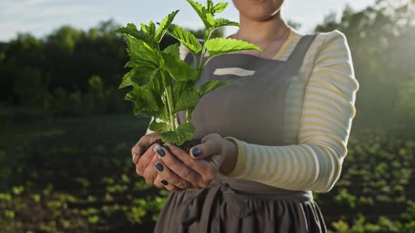 Female Gardener Holding Sprouted Mint Plant in Soil. Agriculture, Caring for Mother Earth