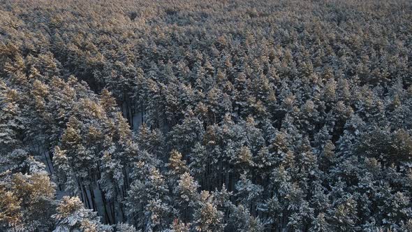 Pine Forest In Winter Covered With Snow