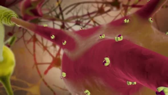 3D Medical animation video of the central nervous system