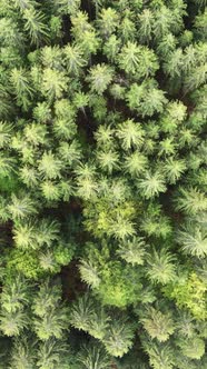 Aerial View of Trees in the Forest